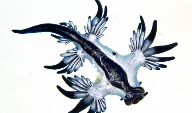 El 'dragón azul' hallado en las costas Alicante que no se veía desde hace más de 300 años