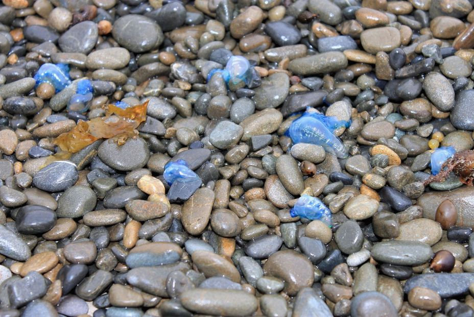 Carabela portuguesa Carabela portuguesa