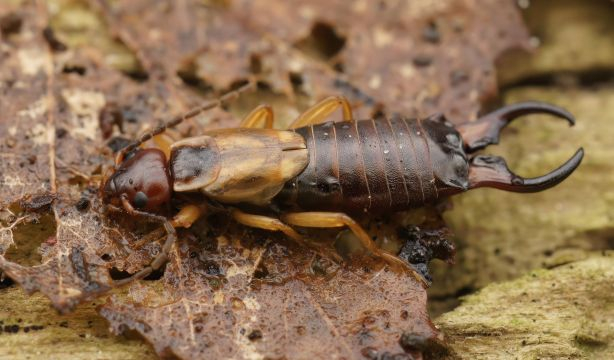 Tijeretas, uno de los insectos del verano: ¿son peligrosas?