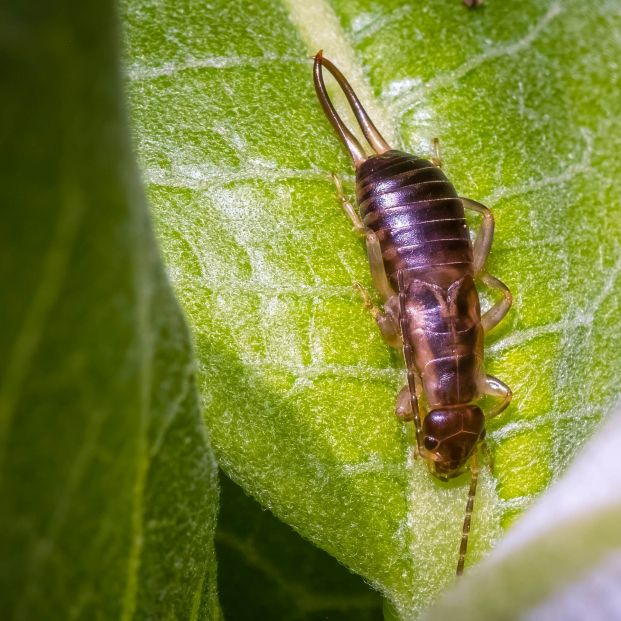 bigstock A European Earwig Or Common Ea 473974013 bigstock A European Earwig Or Common Ea 473974013