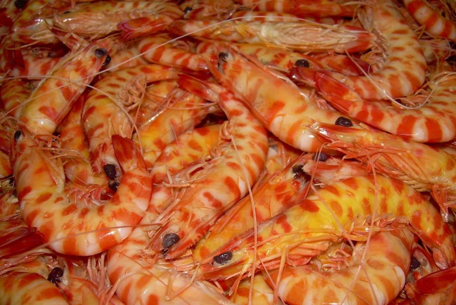 Langostino Tigre de Sanlúcar
