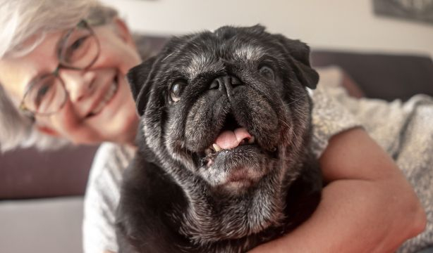 ¿Qué pasa si varios herederos reclaman la custodia de la mascota del fallecido?