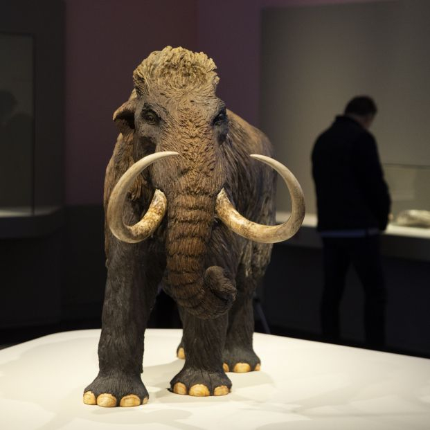 Reproducción de mamut a pequeña escala