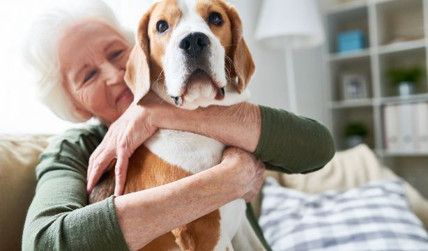 Protege a tu mejor amigo con este seguro para mascotas