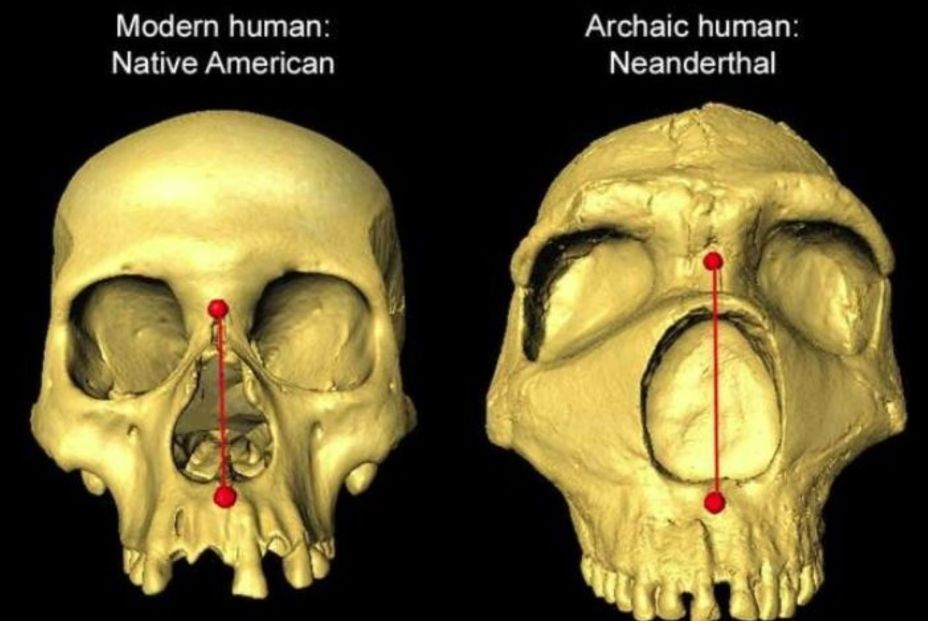 La forma de la nariz de los humanos es herencia neandertal La forma de la nariz de los humanos es herencia neandertal