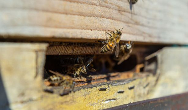 Un enjambre de abejas ataca a los 45 ocupantes de un autobús que cayó al vacío: hay seis muertos