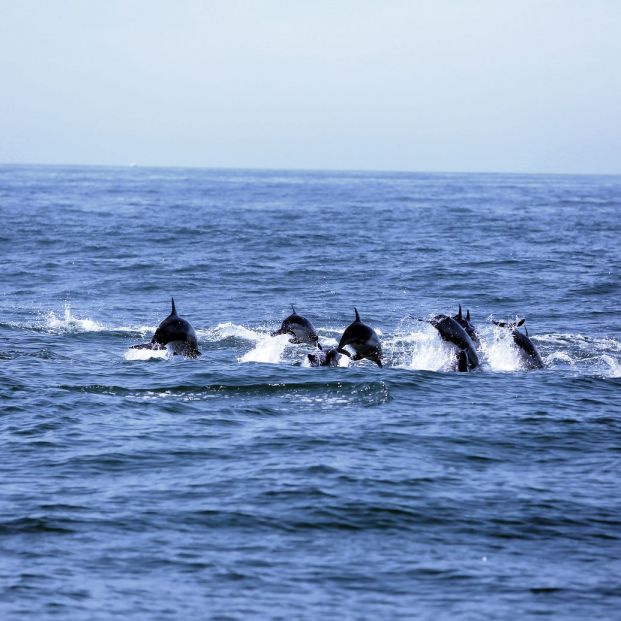 avistamiento de cetáceos avistamiento de cetáceos