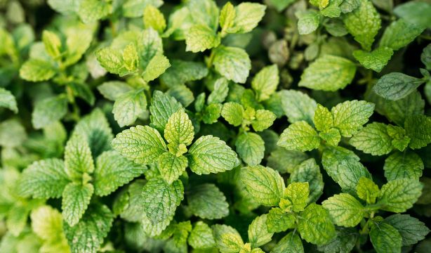 Inhalar mentol mejora y previene el deterioro cognitivo 