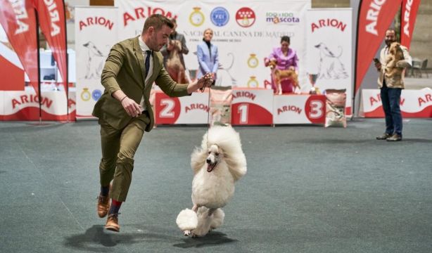Los perros vuelven a tomar Madrid en una nueva edición de 'Mad Dog Show'