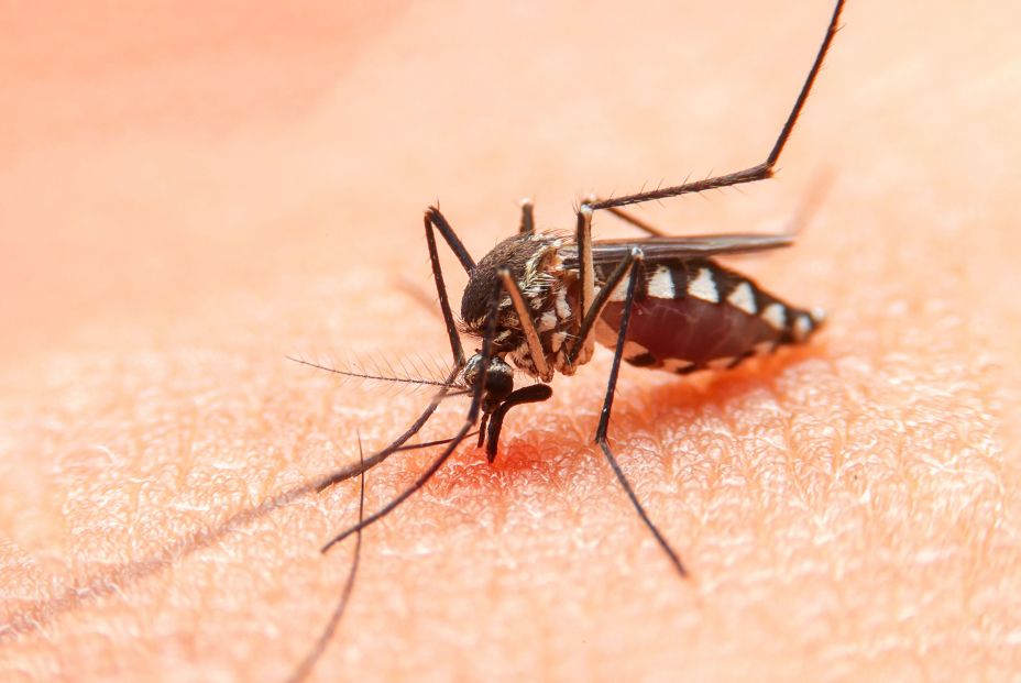 Este es el jabón que más odian los mosquitos, según un estudio científico Este es el jabón que más odian los mosquitos, según un estudio científico