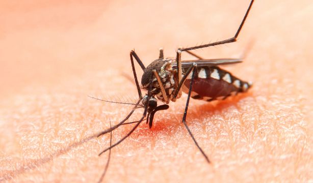 Este es el jabón que más odian los mosquitos, según un estudio científico