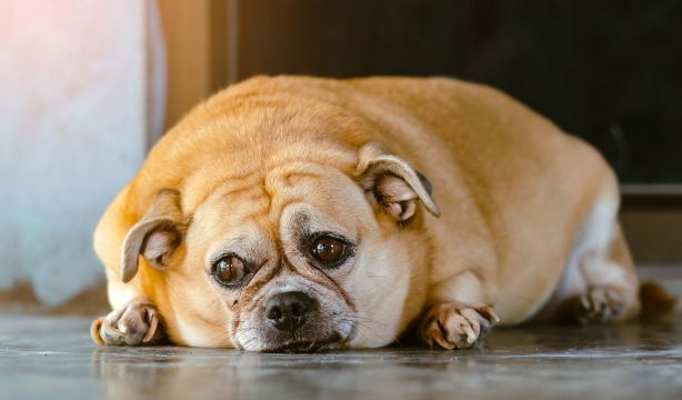¿A qué edad se considera viejo a un perro?