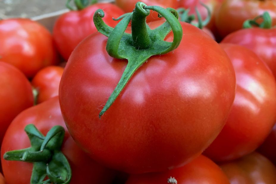 Tomate Canario Tomate Canario