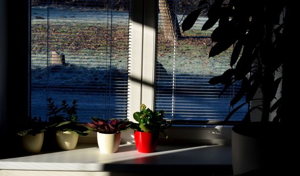 Las plantas de interior que mejor resisten la oscuridad