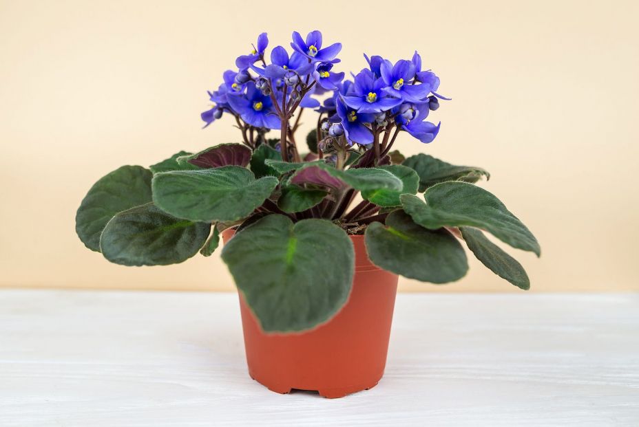 Violeta africana Violeta africana