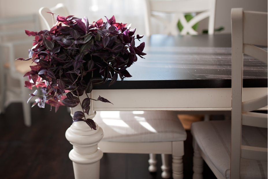 Tradescantia Ruppius Tradescantia Ruppius