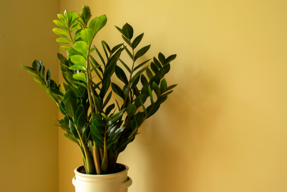 Zamioculcas Zamioculcas