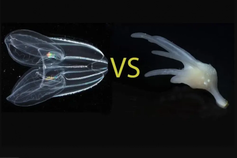 ¿Cómo surgieron y evolucionaron los primeros animales?