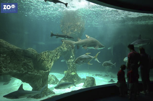 Zoo Aquarium Madrid Zoo Aquarium Madrid