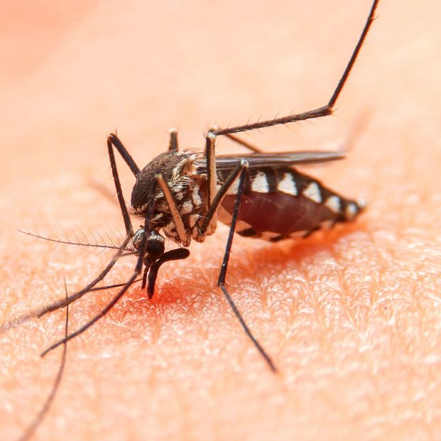 Estas son las horas a las que más pican los mosquitos Estas son las horas a las que más pican los mosquitos