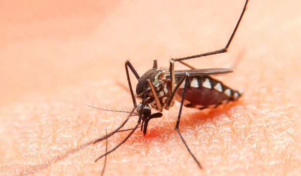 Estas son las horas a las que más pican los mosquitos