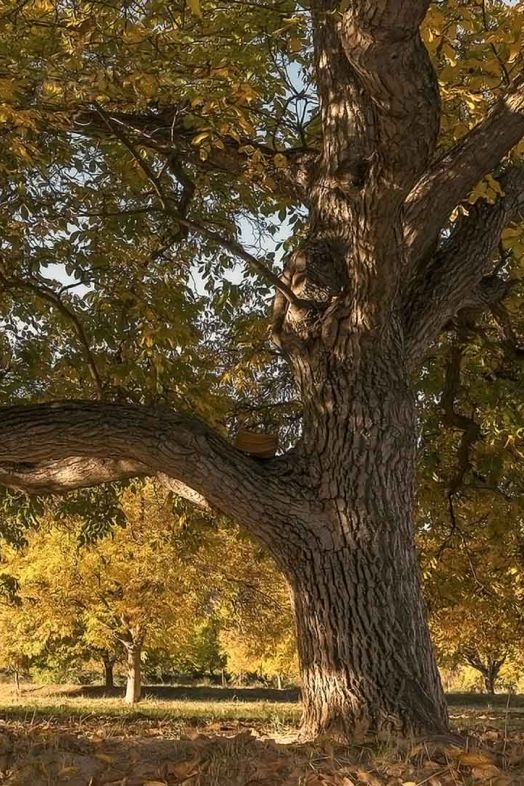 Nogal. Nueces de Nerpio Nogal. Nueces de Nerpio