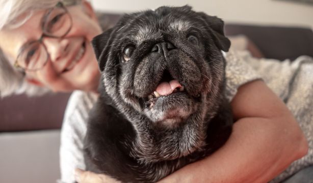 Cómo cuidar a tu perro anciano