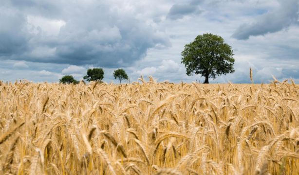La Comunidad de Madrid inyecta un millón de euros en 'Innobonos' para la competitividad agrícola. Foto: Comunidad de Madrid