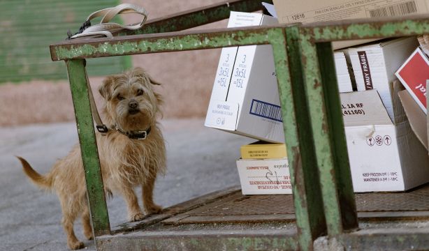 Multa a la que te expones si dejas atado a tu perro frente al supermercado mientras haces la compra