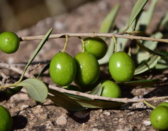 DO aceitunas campo real Foto CM