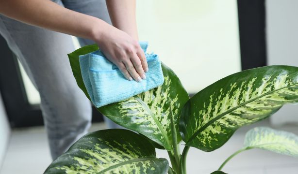 Las plantas sienten cuando las tocas