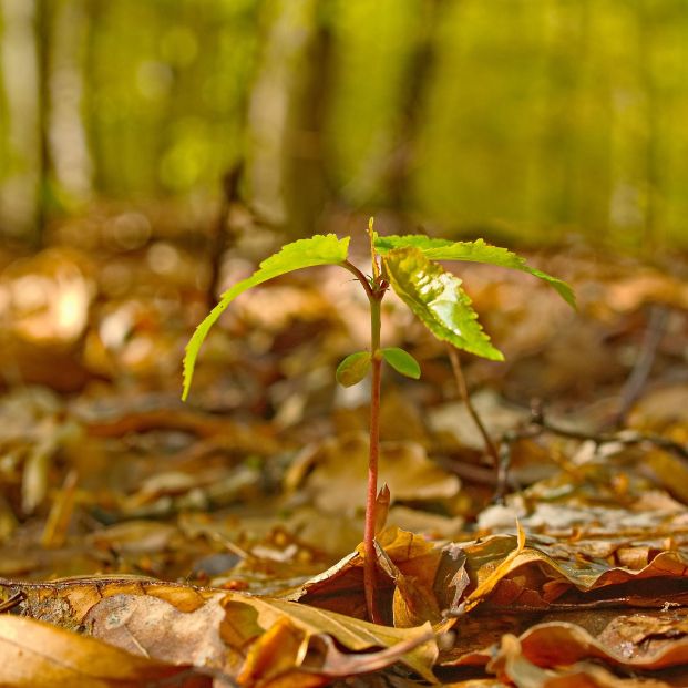 Las plantas sienten cuando las tocas Las plantas sienten cuando las tocas