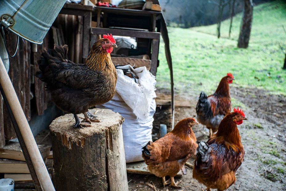 Granja ecológica Granja ecológica