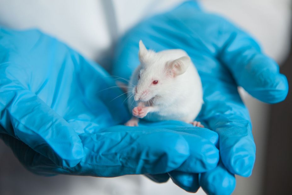 Descubren que las proteínas humanas que causan el alzhéimer provocan más daño que las de ratón Descubren que las proteínas humanas que causan el alzhéimer provocan más daño que las de ratón