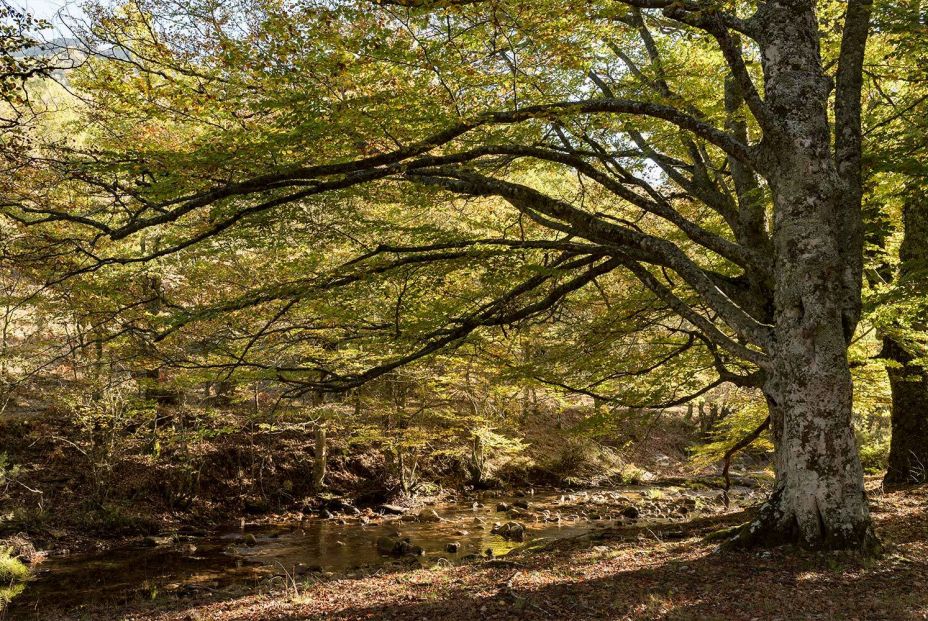 Hayedo Montejo. Foto Comunidad deMadrid Hayedo Montejo. Foto Comunidad deMadrid