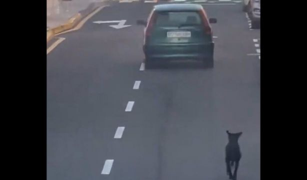 Buscan a una conductora que fue grabada abandonando a un perro en la carretera