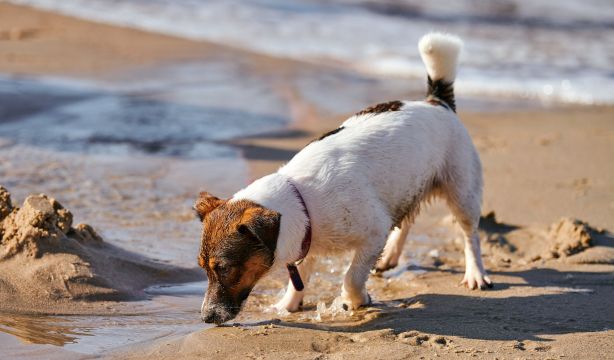 El mapa de las playas en España a las que puede acompañarte tu perro este verano