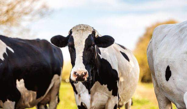 Una granja ofrece 2.000 euros por ser ‘tiktoker’ de vacas