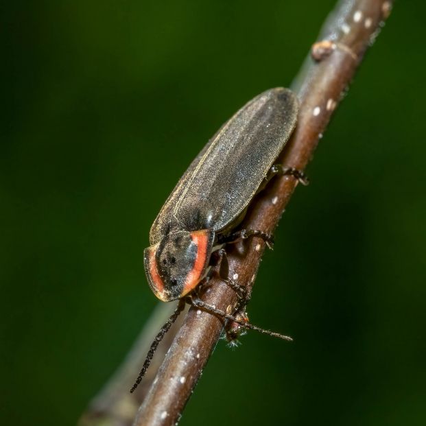 La contaminación lumínica humana amenaza con extinguir las luciérnagas La contaminación lumínica humana amenaza con extinguir las luciérnagas