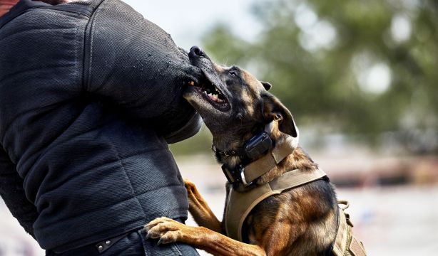 Los días calurosos y con alta contaminación provocan más ataques de perros