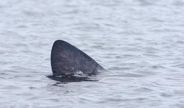 Tiburones en las costas españolas: dónde, qué especies y qué hacer si te encuentras con uno
