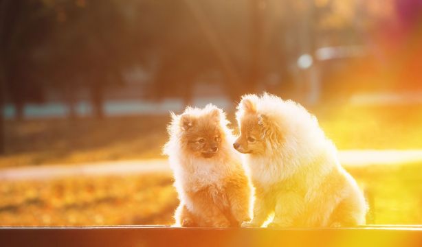 Riesgos de una exposición excesiva al sol para la salud de los perros 