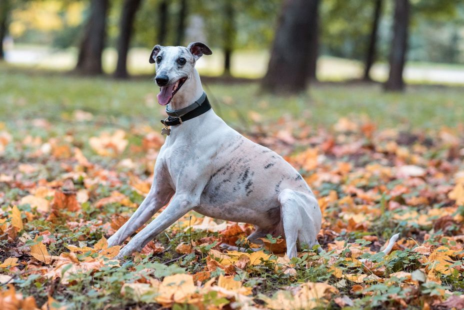 El número de perros en Europa se triplica casi un 200% en ocho años, hasta los 73 millones en 2022 El número de perros en Europa se triplica casi un 200% en ocho años, hasta los 73 millones en 2022