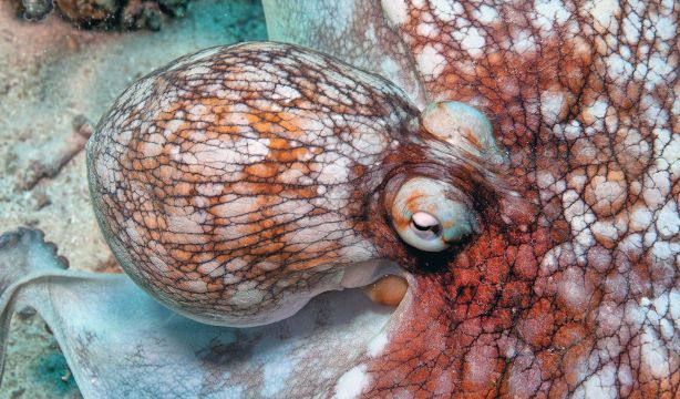 Descubren que los pulpos podrían soñar como los humanos