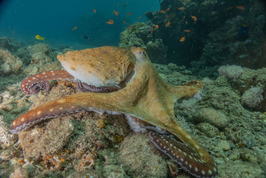 El sueño de los pulpos es muy similar al de los humanos, con una etapa de vigilia y fase REM