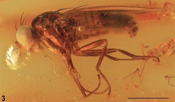 Descubren una nueva familia de insectos