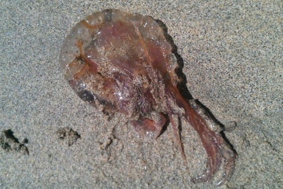 Mucho cuidado este verano con las picaduras de medusas cuando vayas a bañarte