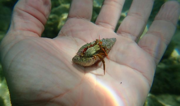 Una pequeña criatura marina da pistas sobre el envejecimiento y la curación