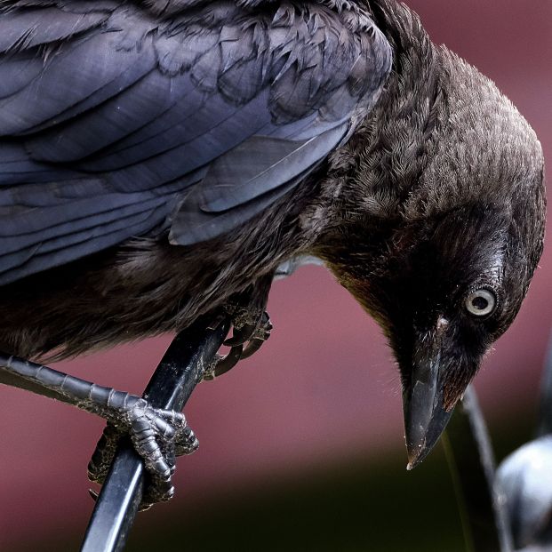El desconocido truco del papel de aluminio en la ventana