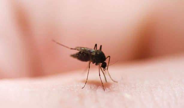 Estos son los colores de ropa que debes evitar para no atraer a los mosquitos